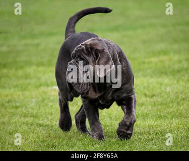 Neapolitan Mastiff Stock Photo