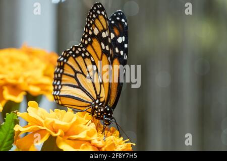 The monarch butterfly (Danaus plexippus) a simply, milkweed butterfly also called common tiger, wanderer, and black veined brown on bright orange flow