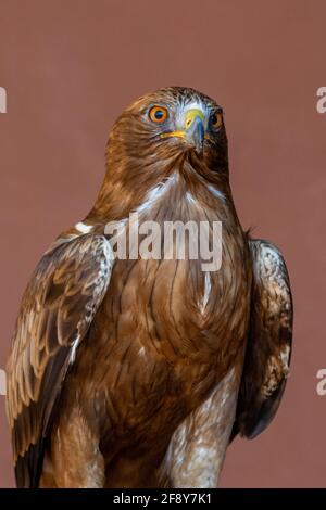 A booted eagle (Hieraaetus pennatus, also classified as Aquila pennata, portrait very close up of orange eyes, feathers and beak. Stock Photo