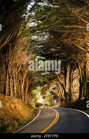 Trees and road, Fort Bragg, California, USA Stock Photo