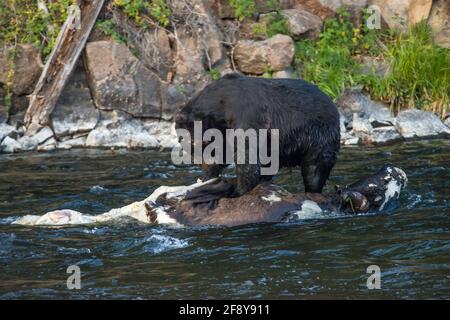 A wet black grizzly bear on top of an American Bison / buffalo carcass in the Yellowstone River in Yellowstone National Park, USA Stock Photo