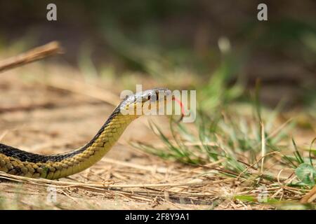 Young Eastern Garter Snake (Thamnophis Sirtalis Sirtalis) On Pavement ...