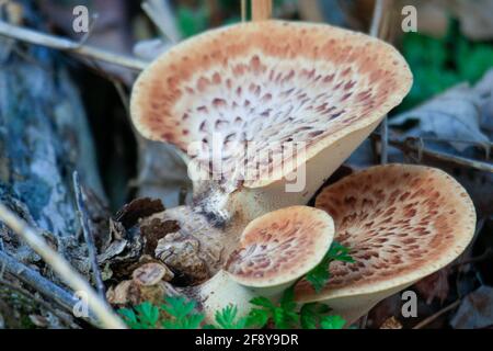 Large funghi grows on a decomposing tree on the forest floor Stock Photo