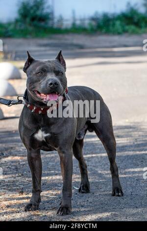 A handsome, robust black Staffordshire Bull Terrier with a studded collar against the backdrop of a city street. Vertical image, copy space. Stock Photo