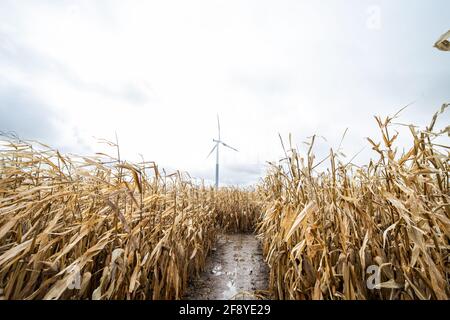 Path in the middle of a corn maze on a cloudy day with a windmill in the background Stock Photo