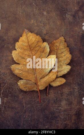 Two autumnal leaves of Swedish whitebeam or Sorbus intermedia tree lying  with backs showing on scuffed leather Stock Photo