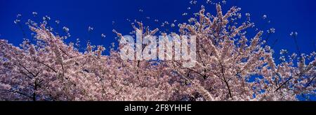 Pink cherry blossoms against clear blue sky Stock Photo