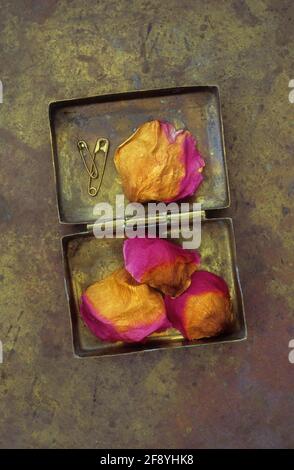 Four petals from Rose or Rosa Lovely Lady turning from pink to brown lying with two safety pins in old brass box Stock Photo