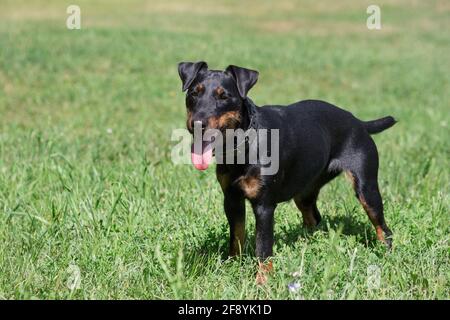 German jagdterrier puppy is standing on a green grass in the summer park. Pet animals. Purebred dog. Stock Photo