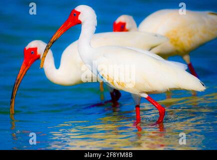 American white ibis (Eudocimus albus) birds in water, Bonita Springs, Florida, USA Stock Photo