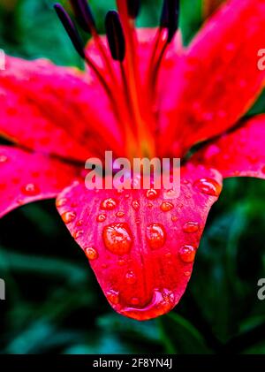 Close up of red lily in raindrops Stock Photo
