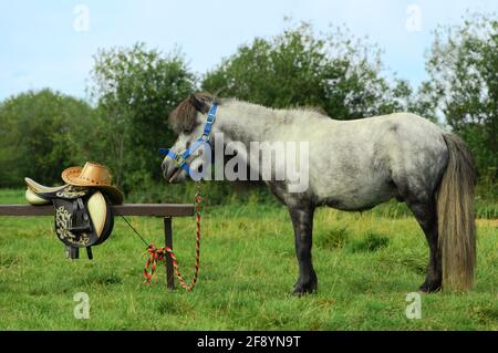 Pony is standing next to its saddle in outdoors, side view. Stock Photo