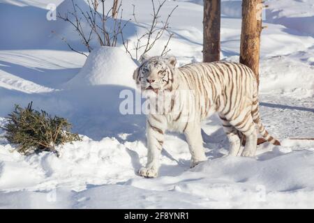 Wild white bengal tiger is looking into the camera. Animals in wildlife. Stock Photo