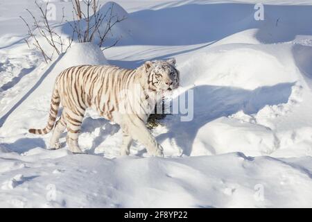 Wild white bengal tiger is walking on a white snow. Panthera tigris tigris. Animals in wildlife. Stock Photo
