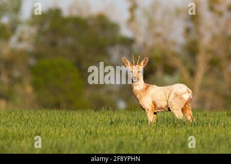 Albino roe deer standing on grassland in spring sun Stock Photo