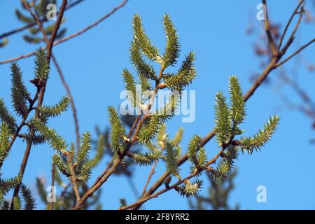 goat willow, great sallow, Salweide, Salix caprea, kecskefűz, Budapest, Hungary, Magyarország, Europe Stock Photo
