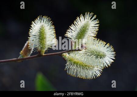 goat willow, great sallow, Salweide, Salix caprea, kecskefűz, Budapest, Hungary, Magyarország, Europe Stock Photo