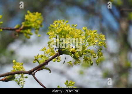 Norway maple, Spitzahorn, Spitzblättriger Ahorn, Acer platanoides, korai juhar, Budapest, Hungary, Magyarország, Europe Stock Photo