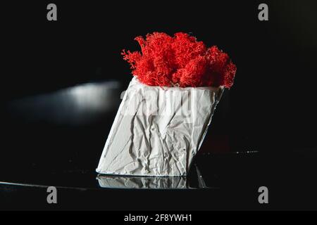 claret moss in a white concrete pot Stock Photo