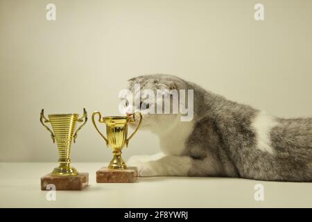 Scottish fold cat with his award or trophy. Champion Cat lying on the Table with His Trophy. cat's show Stock Photo