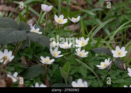 Anemonoides nemorosa (syn. Anemone nemorosa), the wood anemone is also known as windflower, thimbleweed, and smell fox. Stock Photo