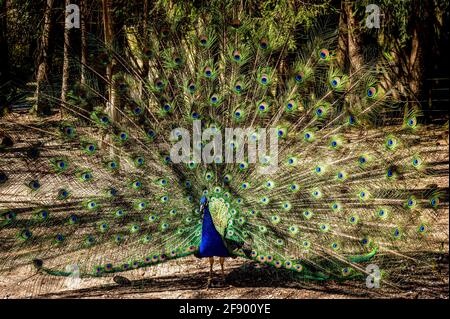 Male Indian peafowl. Blue adult peacock showing tails for mating in spring. Beauty in nature. Stock Photo