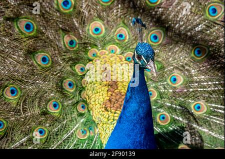 Male adult Indian peafowl. Blue peacock. Closeup of head and tail. Beauty in nature. Stock Photo