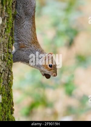 An Eastern Grey Squirrel (Sciurus carolinensis) resting on a tree trunk with an acorn in its mouth. Stock Photo