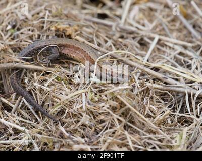 A Common Lizard (Zootoca vivipara) warming itself in the spring sunshine. Stock Photo