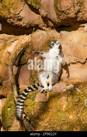 Ring Tailed Lemur, Lemur catta, in the Bioparc Fuengirola, Fuengirola Zoo, Spain. Appearing to be sunbathing on rocks Stock Photo