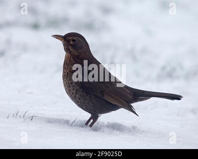 Female common blackbird standing in snow Stock Photo