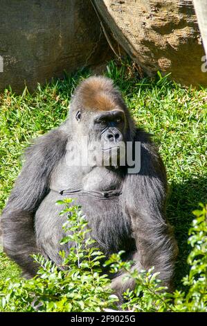 Western lowland Gorilla in captivity at Bioparc Fuengirola, Fuengirola Zoo, Costa del Sol, Spain. Adult Gorilla gorilla gorilla Stock Photo