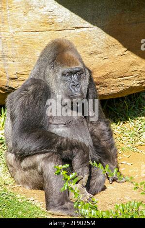 Western lowland Gorilla in captivity at Bioparc Fuengirola, Fuengirola Zoo, Costa del Sol, Spain. Adult Gorilla gorilla gorilla Stock Photo