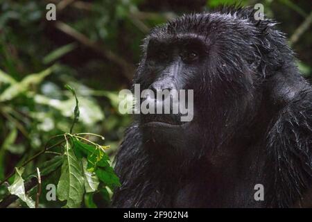 Silverback mountain gorilla in the Bwindi National Rainforest, Uganda Stock Photo