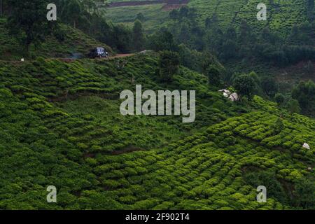 Tea fields in the high elevation mountains of Uganda, Africa Stock Photo