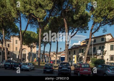 Mediterranean Stone Pine or umbrella trees, Pistoia, Tuscany, Italy Stock Photo