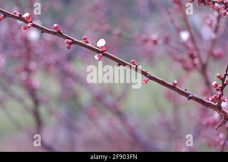 Blooming Apricot Tree Branches In Vase And Burning Candle On Round Tray 