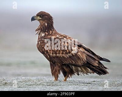 White-tailed eagle standing Stock Photo