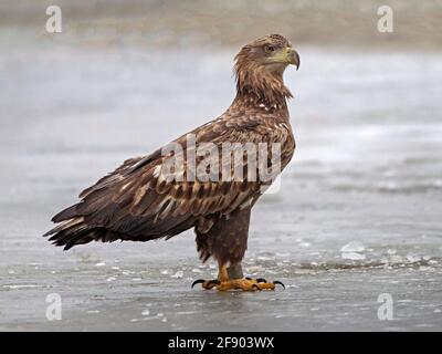 White-tailed eagle standing Stock Photo