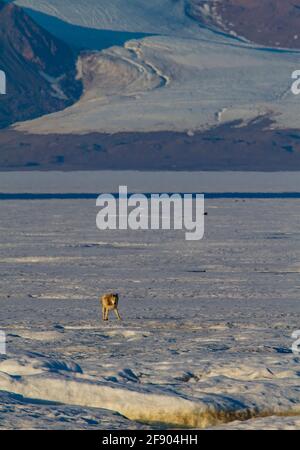 Arctic wolf in the Canadian high Arctic Stock Photo