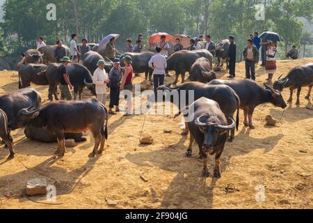 Bac Ha, Vietnam - April 4, 2016: Big buffalo Can Cau is a Saturday market in the northern part of Vietnam Stock Photo