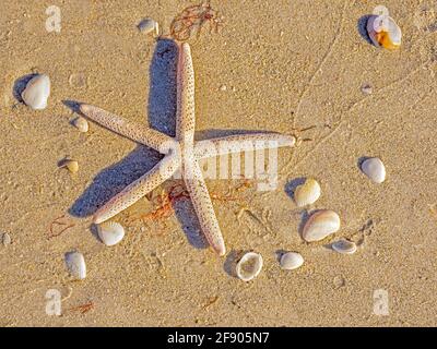 Close up of starfish on beach Stock Photo
