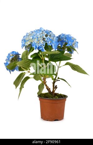 Perennial flowering 'Hydrangea' plant with blue flowers in flower pot isolated on white background Stock Photo