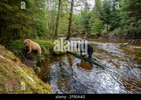 Spirit or Kermode bear in the British Columbia Rainforest, Canada Stock Photo