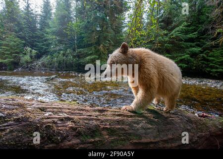 Spirit or Kermode bear in the British Columbia Rainforest, Canada Stock Photo