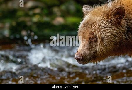 Spirit or Kermode bear in the British Columbia Rainforest, Canada Stock Photo