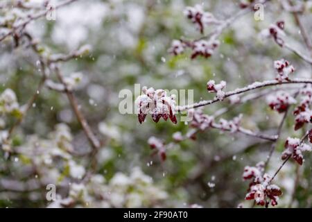 Blossom of a dark red crab apple (Malus) tree covered in snow in a garden in Surrey, south-east England after unseasonal late mid-April snow Stock Photo