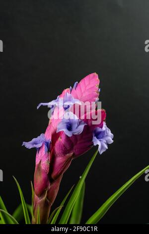 tillandsia cyanea with flower on black background Stock Photo