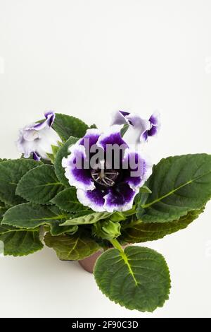 sinningia speciosa in pot with white background, top view Stock Photo