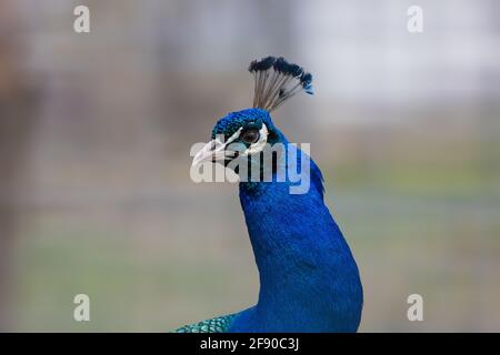 Brilliant Blue Peacock (Pavo cristatus) closeup blurred background Stock Photo